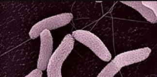 Bacterias intestinales podrían estar detrás de la enfermedad de Parkinson