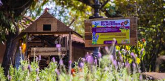 Conmemora Ayuntamiento de Xalapa Día Mundial del Medio Ambiente 2023 .