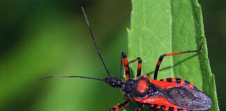 Cómo prevenir propagación del Mal de Chagas: IMSS Veracruz Norte