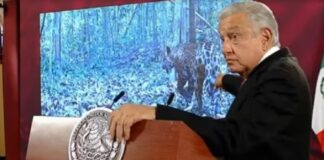 López Obrador utilizó un video fake para simular atención al daño que Tren Maya deja en selva