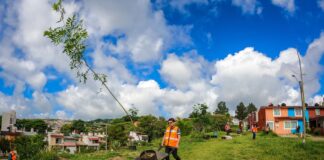 Continúan trabajos de limpieza y reforestación en áreas verdes de Xalapa.