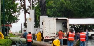 Intervienen árboles para evitar accidentes en Xalapa .