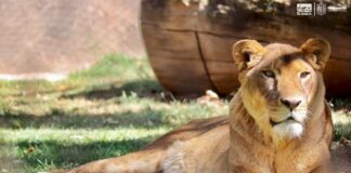 A un año del rescate de Black Jaguar los felinos están recuperados: AZCARM