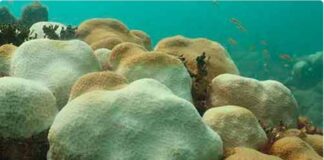 Alertan de muerte masiva de corales en arrecifes mexicanos; Veracruz incluido