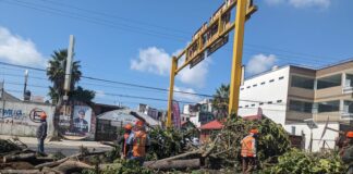 Pese a amparos y protestas sigue la tala de árboles en obra de gobierno del Estado.