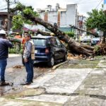 Lluvias dejan 118 árboles caídos en Xalapa reporta PC Municipal
