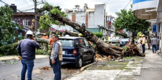 Atiende PC Municipal caída de árbol en Mártires del 28 de Agosto #Xalapa