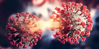 OMS no reporta cambios en gravedad de sublinajes de Covid EG.5 y de BA.2.86.