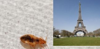 Una plaga de chinches invade París.