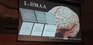 Cuidado con la Yuca o cícadas. Expertos advierten relación con enfermedades neurodegenerativas