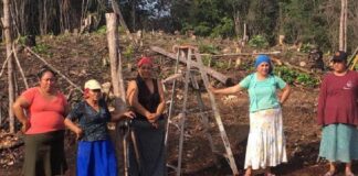 Sembrando Vida, relega a mujeres campesinas solo con el 31% de los recursos .