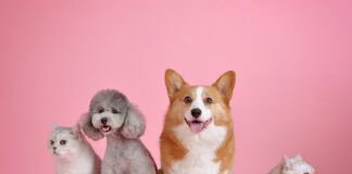 Demandan en el Senado clínicas veterinarias públicas para animales de compañía.