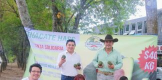 Exitosa venta solidaria de aguacateros; hacen su agosto en Noviembre en Xalapa .