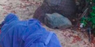 Fallece extranjero por mordida de tiburón en Playa Linda, en Ixtapa Zihuatanejo.