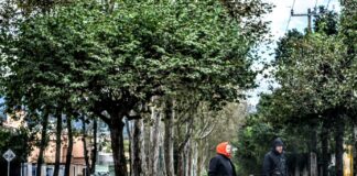 Emite PC de Xalapa Aviso Preventivo por viento.