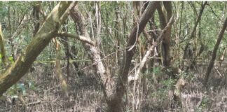 Un paraíso protegido transformado en fosa clandestina  #Veracruz