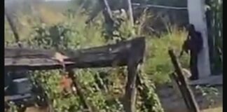 Activan código rojo por enfrentamiento entre delincuencia y fuerzas del orden en Cuitlàhuac, Veracruz