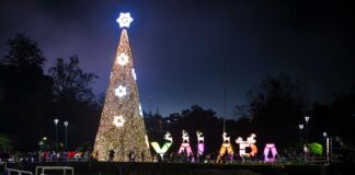 Presenta Ayuntamiento de Xalapa pino monumental en Los Lagos .