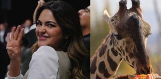 #LaHistoriaDetrás: ¿Benito, un regalo de Adán Augusto a Andrea Chávez?