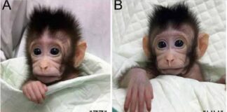 Sin riesgo para la humanidad, la clonación de mono en China.