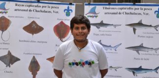 Estudiantes veracruzanos estudian a rayas y tiburones en costas estatales.