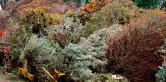 Inicia la campaña Recicla tu Navidad en Xalapa