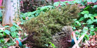 Invita Ayuntamiento de Xalapa a sumarse a la campaña Recicla tu Navidad.