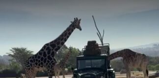 #CrushNacional Benito se integra a su nueva familia en Africam Safari #Puebla