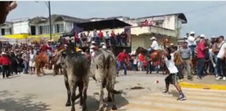 Advierten multas por maltrato animal en Fiestas de La Candelaria .