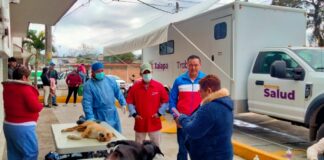 Realizan esterilizaciones de perros de la calle en El Castillo.