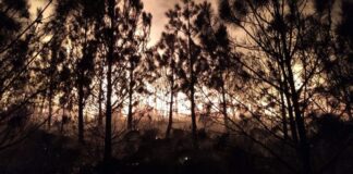 Reportan con 90% de liquidación, incendio forestal en Perote.