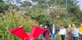 Municipios veracruzanos y los centros de acopio de pinos navideños