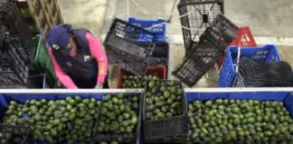 El crimen organizado presente en el super Bowl detrás del aguacate: Xóchitl Gálvez