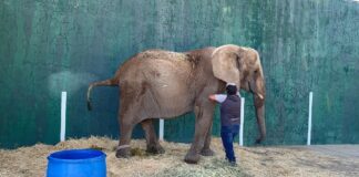 Elefanta Annie sigue triste, encadenada y con mala salud; Semarnat es omisa #Jalisco