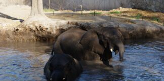 Aseguran a la elefanta Annie y buscan reubicarla en un lugar mejor.