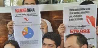 Américo Zuñiga sale al rescate de los caballos carretoneros