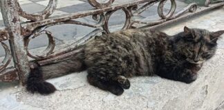 Crisis alimentaria lleva a cubanos a consumir carne de gato: Food Monitor Program