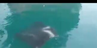 #Video Majestuosas mantarrayas se pasean en muelle de #Veracruz