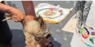 Un senador de Morena propicia sacrificio de una gallina en el Senado #Video