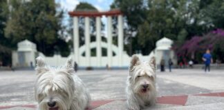 Mascotas: La importancia de mantenerlas frescas en época de calor.