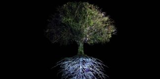 “No podemos imaginar la inteligencia de la naturaleza porque no habla nuestra lengua”: Ursula Biemann-