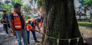Duplicará Ayuntamiento de Xalapa tecnología alemana en la valoración del arbolado urbano