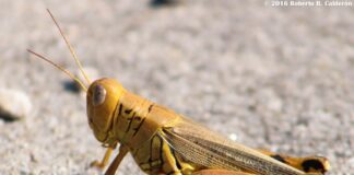 INTERCAMBIO LEGISLATIVO, POLÍTICO Y AMISTOSO .