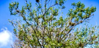 Trabajan Ayuntamiento de Xalapa y sociedad por un mejor medio ambiente.