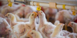 Reconoce Salud primer fallecimiento por Influenza Aviar en México.