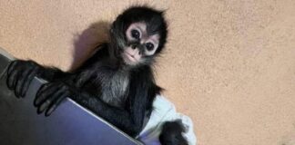 AZCARM denuncia red de tráfico de crías de monos en México en redes sociales.