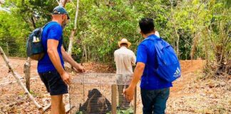 Suman 204 monos aulladores muertos por ola de calor en Veracruz.