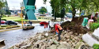 #Xalapa Por lluvias colapsan muro del panteón Palo Verde y un árbol en Bosques del Recuerdo