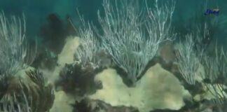 Corales ante riesgo de desaparecer por incremento de temperatura.