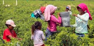 Prevalece el trabajo infantil en México y el mundo .